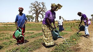 Senegalesische Frauen giessen ihre Gemuesefelder im Dorf Louly Ngogom