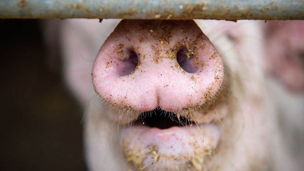 Foto zeigt ein Schwein in Nahaufnahme. 