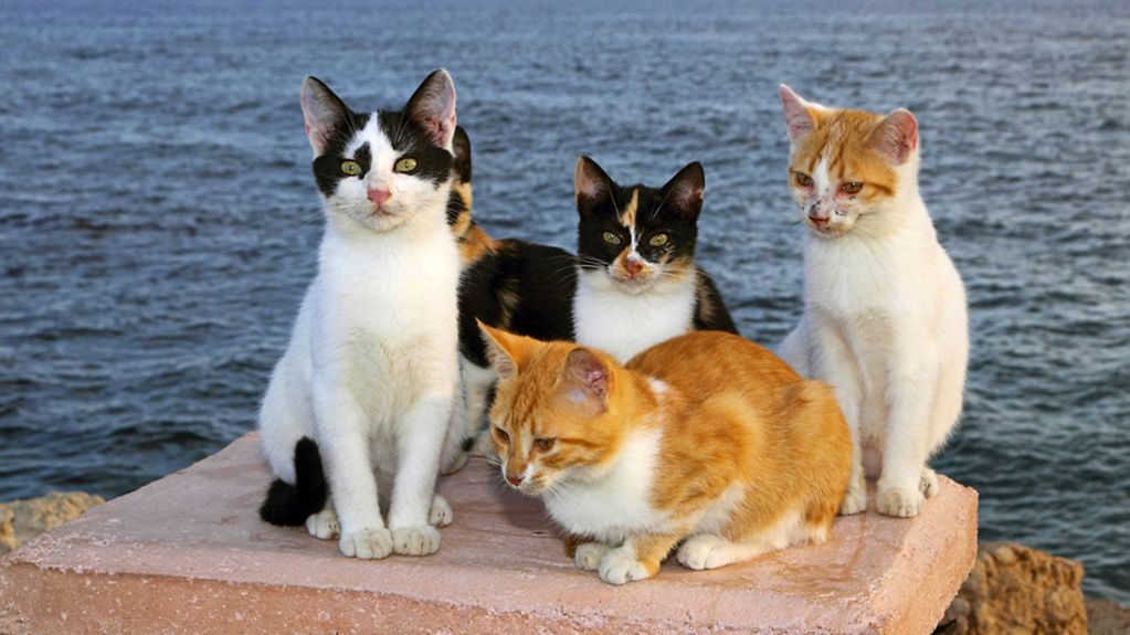 Streunende Katzen auf einer Hafenmauer am Meer