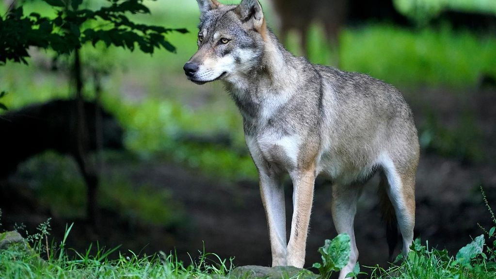 Ein europäischer Wolf in der Natur.