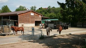 Pferde im Aktivstall, auf dem Hof Eselsmühle 