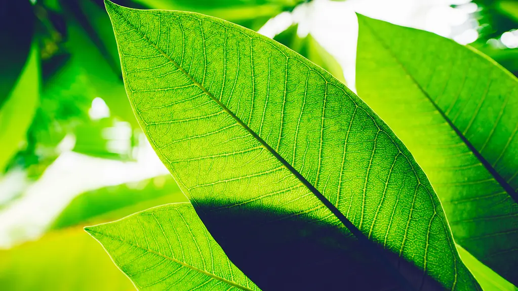 „Sustainable Finance-Strategie“