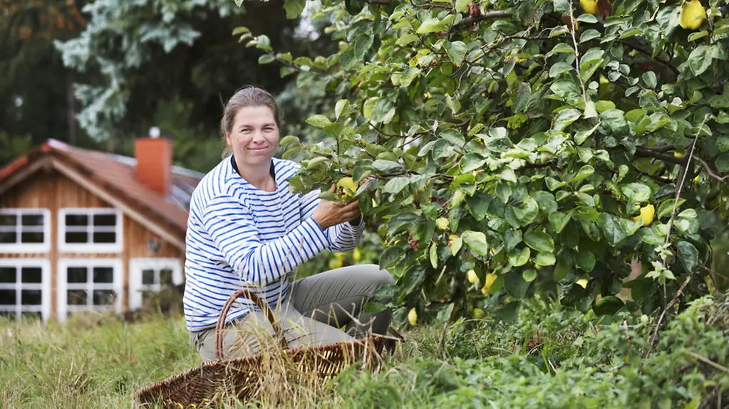 Nadine Wunsch-Fischer erntet Quitten.