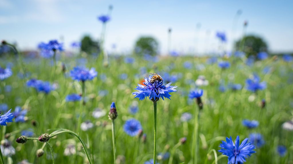Bienen suchen Nektar in einem Getreidefeld mit vielen blühenden Kornblumen.