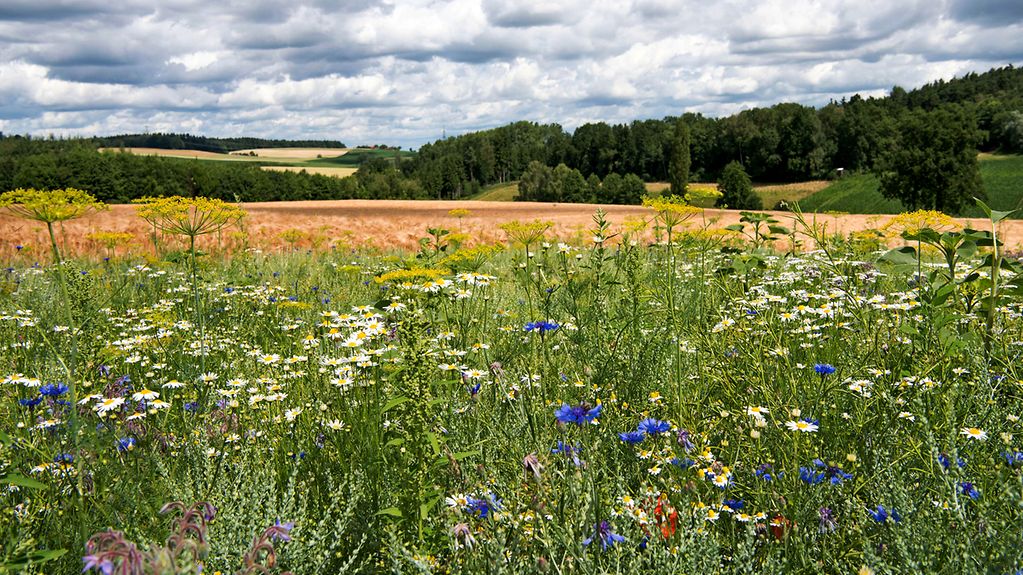 Überblick über ein Feld mit einem blühenden Streifen Wildblumen