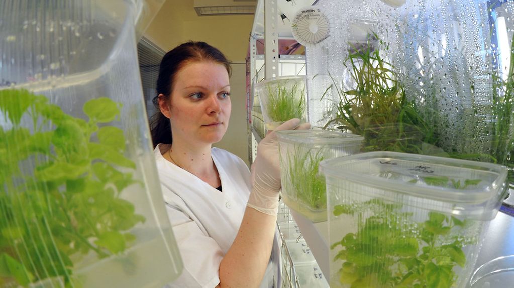 Eine Laborassistentin kontrolliert das Wachstum von Gras und Zuckerrohrpflanzen.
