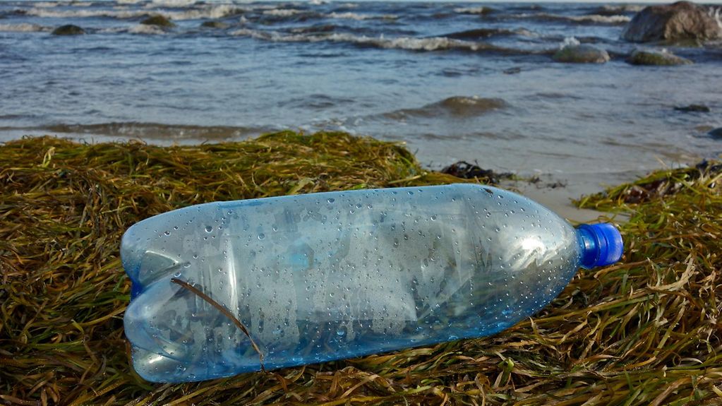 Eine leere Plastikflasche liegt im angespültem Seegras am Ostseeufer.