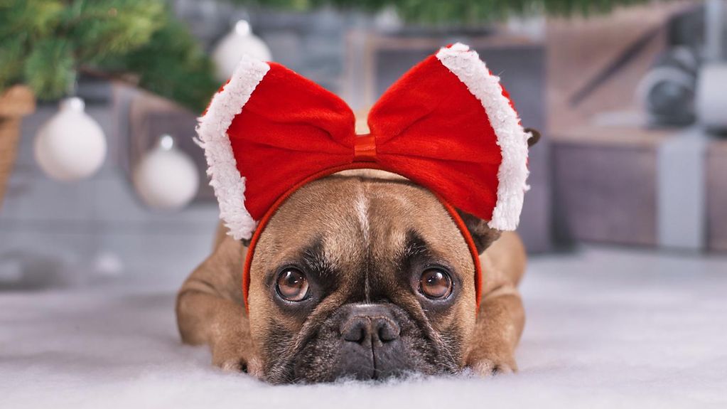 Französische Bulldogge mit großem rotem Weihnachtskopfband, unter dem Weihnachtsbaum mit Kugeln und Geschenkboxen.