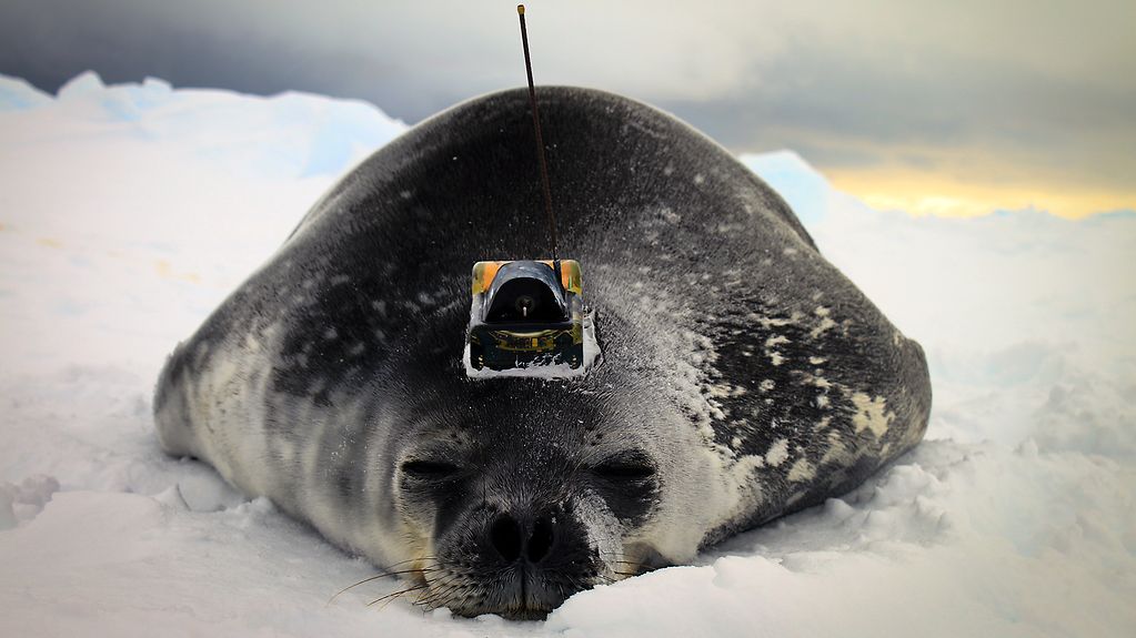 Mit einem Sender ausgesattetet Robbe liebt auf dem Eis.