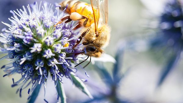 Nahaufnahme und Makroaufnahme einer Biene auf der Suche nach einer Blaudistel (Eryngium planum) in einem Garten. Auf den Beinen der Biene ist Honig zu sehen und rundum Pollen.