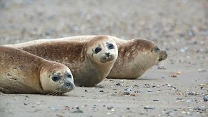 Drei Seehunde am Strand von Helgoland.
