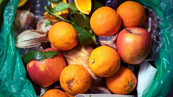 Lebensmittel (Orangen und Äpfel9 im Mülleinmer.