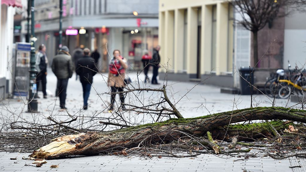 Ein dicker Ast ist am 18.01.2018 in Düsseldorf durch das Sturmtief 'Friederike' in der Fußgängerzone abgebrochen.