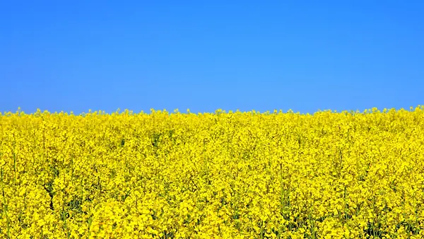 Gelbes Rapsfeld. Raps, Rapsfeld, Feld, gelb, blau, Ukraine, blauer Himmel