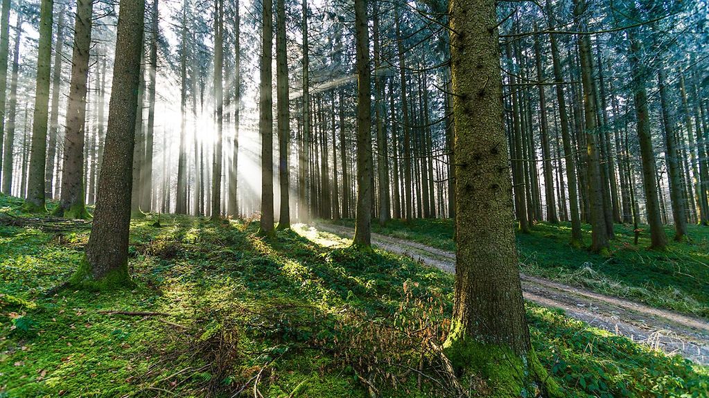 Wald bei Leutkirch bei Gegenlicht, Sonnenstrahlen dringen durch die Bäume,.