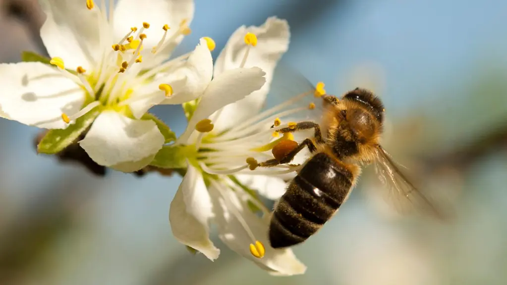 Eine echte Carnica, Unterart der westlichen Honigbiene, an einer Obstblüte.