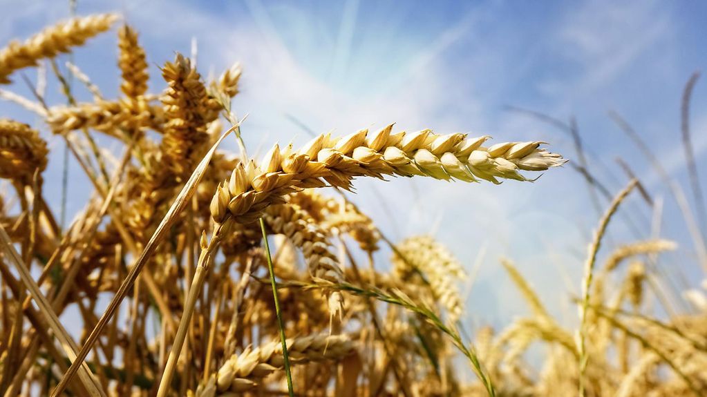 Die Sicherung von Aussaat und Ernte des Getreides in der Ukraine hat hohe Bedeutung für die weltweite Ernährungslage – die Bundesregierung und ihre Partner unterstützen hier vielfältig.