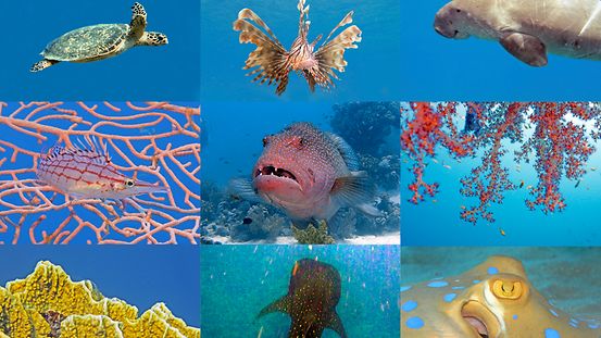 Fotokollage mit verschiedenen Arten von Korallen und der dort lebenden Fischen.