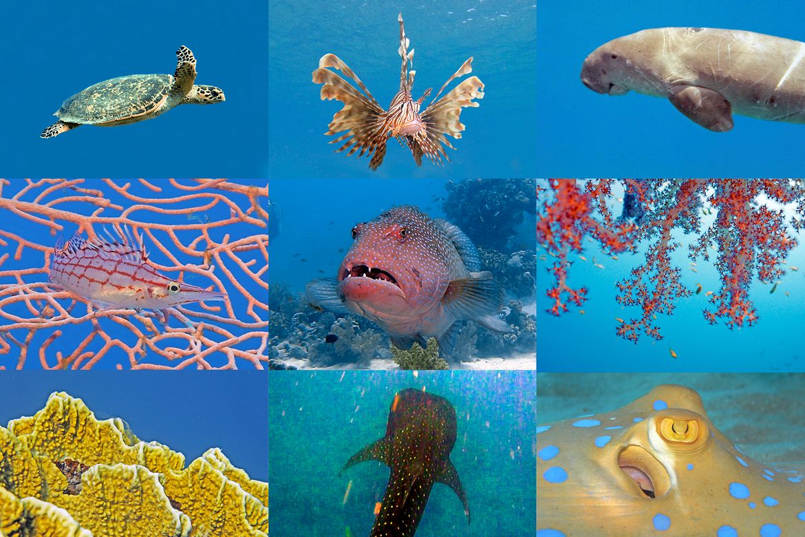 Fotokollage mit verschiedenen Arten von Korallen und der dort lebenden Fischen.