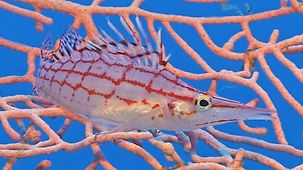 Ein im Korallenriff lebender Fisch schwimmt vor einer Koralle.