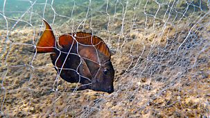 Fisch in einem Netz.