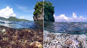 Korallen im Pazifik intakt (Bild links), Korallen im Pazifik mit großflächiger Korallenbleiche (Bild links).