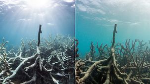 Ausgebleichten Korallen (Bild links) und intakte Korallen (Bild rechts).