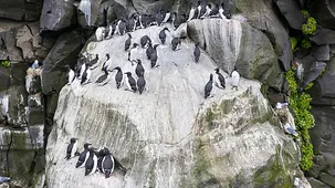 Vögel auf einem Felsen