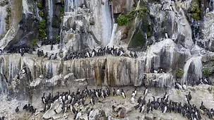 Frontalansicht auf einen Felsen mit Seevögeln (Lummen)