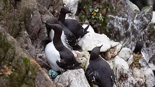Vögel (Trottellummen) auf einem Felsen