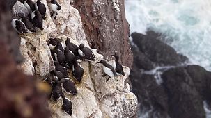 Blick vom Felsen in die Tiefe auf die Seevögel (Lummen)