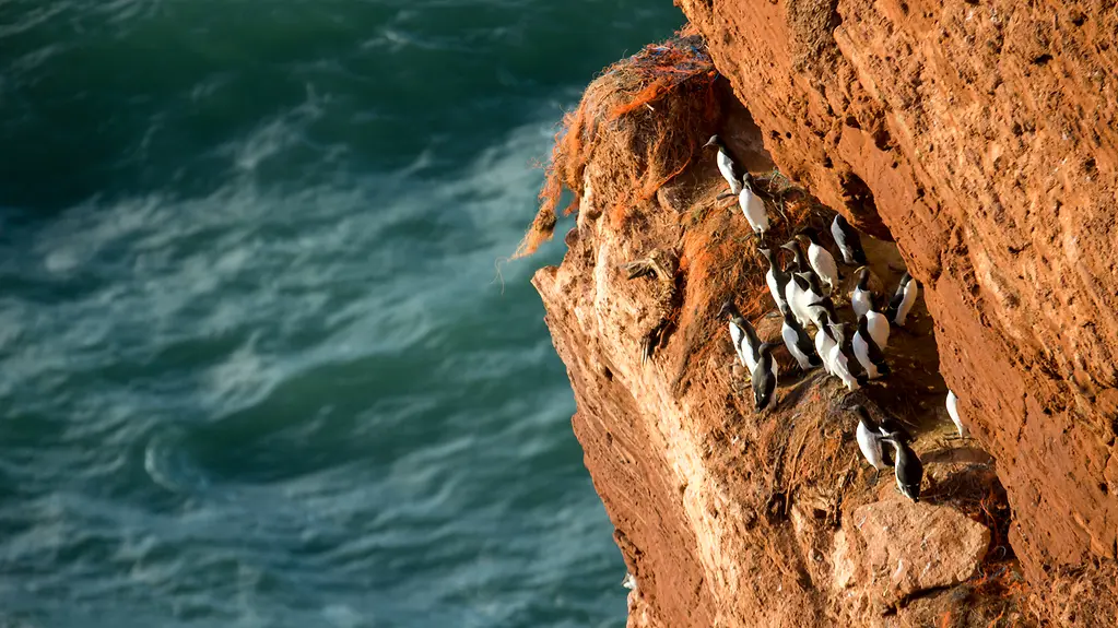 Trottellummen auf Helgoland