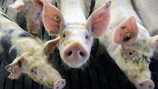 Schweine stehen in ihrem Stall bei einem Mastbetrieb
