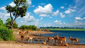 Tiere in einem Nationalpark in Botswana