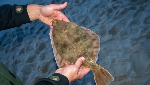 Plattfische (Flunder) in den Händen eines Fischers am Ufer.