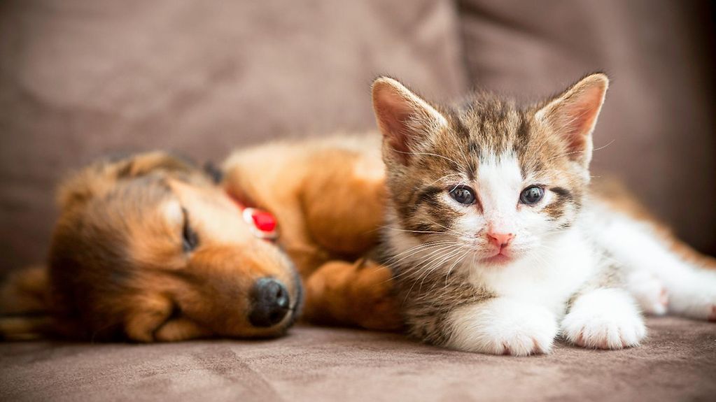 Hund und Katze auf dem Sofa.