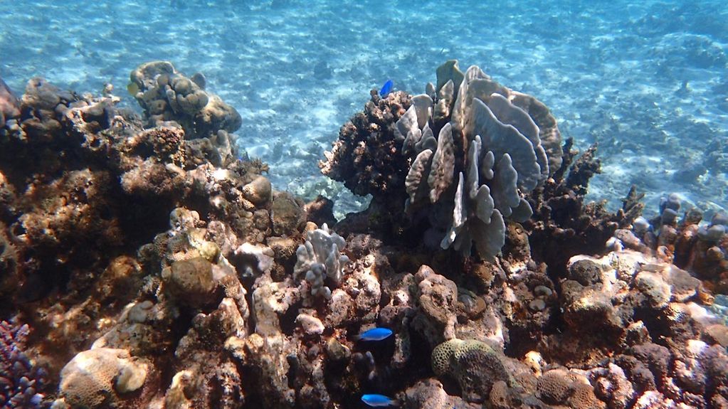 Aufgrund der globalen Erwärmung und des Klimawandels ist im Apo-Riff, dem zweitgrößten Korallenatoll der Welt, Korallenbleiche sichtbar.