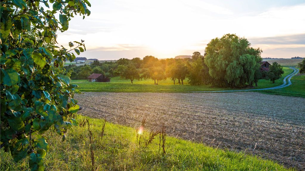 Grünes Blattwerk im linken Vordergrund, dahinter Acker, Wiese und weitere Obstbäume, Feldweg und Wiese, Feldweg und Schuppen im Hintergrund im Sonnenuntergang.