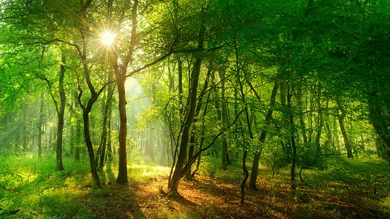 Sonnenlicht bricht durch Laub und Nebel im Wald. Natur, Umwelt, Bäume, Laub,Sonne
