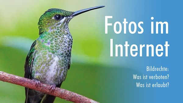 Kolibri vor blau-grünem Hintergrund und daneben der Schriftzug Fotos im Internet