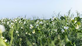 Bild von Erbsen - Blüten auf einem Feld.
