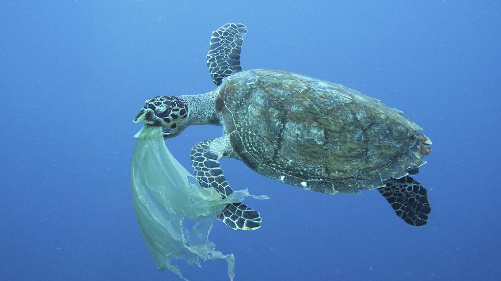 Meeresschildkröte, die eine Plastiktüte verschluckt, ähnlich wie eine Qualle, die zu ihren natürlichen Nahrungsmitteln gehört.