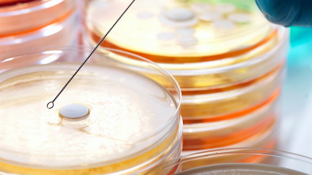 Petrischalen mit einem Test von Antibiotika auf Resistenzen