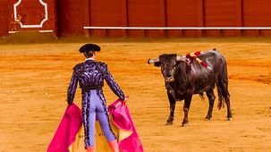 Stier steht vor Matador, Torero oder Toureiro in traditioneller Kleidung, Stierkampf, Stierkampfarena Plaza de toros de la Real Maestranza de Caballería de Sevilla, Sevilla, Andalusien, Spanien