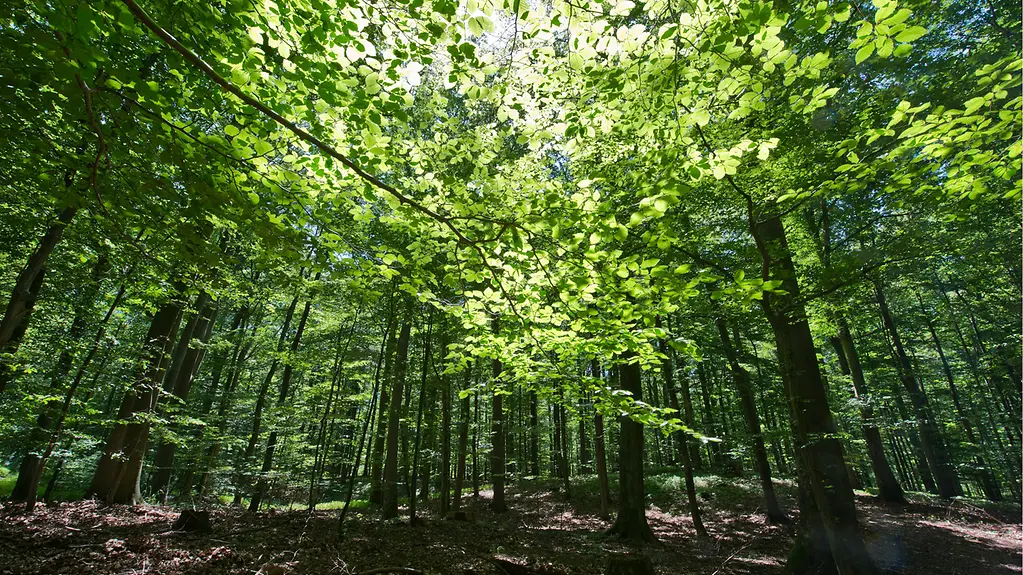 Sonne scheint durch das Blätterdach im Grunsiner Buchenwald
