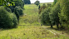 Ein grünes Feld mit Bäumen.