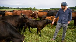 Benedikt Bösel mit Rindern auf der Weide
