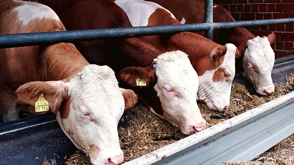 Kühe in einem landwirtschaftlichen Betrieb bei Dortmund