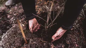 Hände pflanzen Baum ein