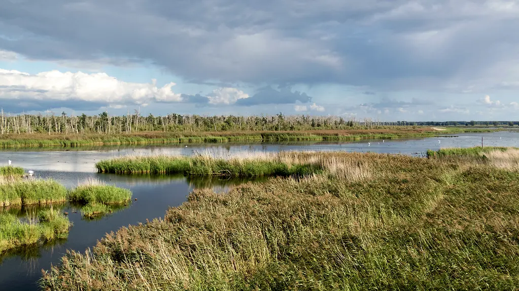 Anklam Moor